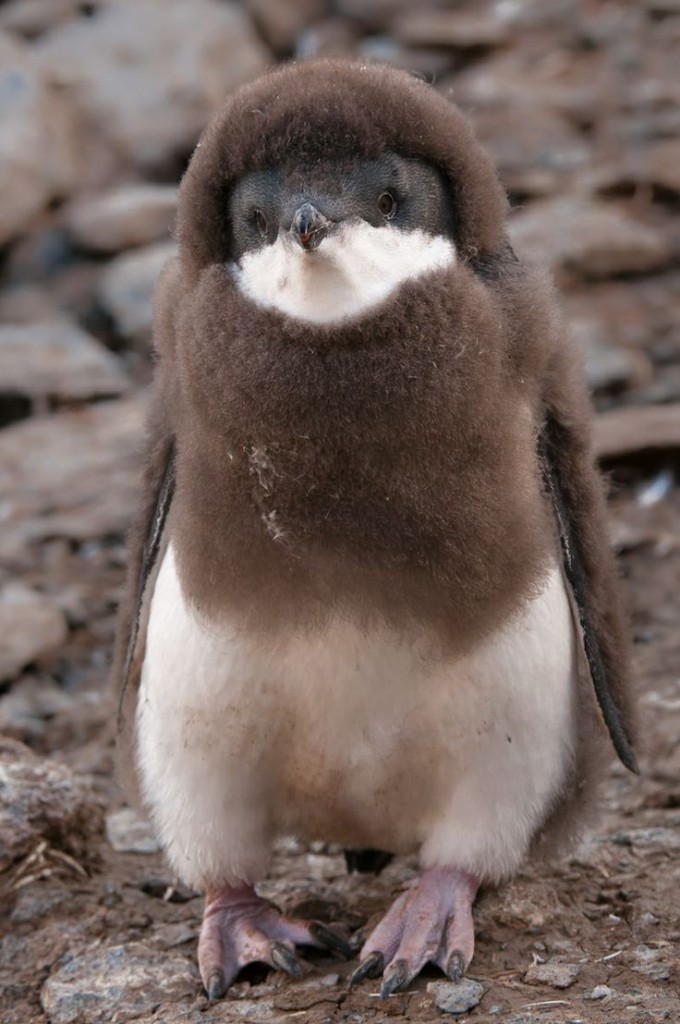 Penguin with a fur coat?
