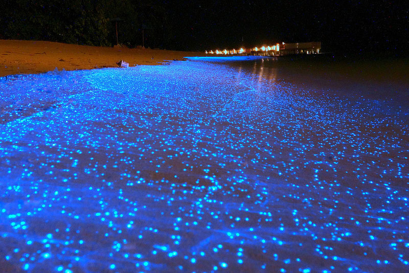 The-Glowing-Firefly-Squid-of-Toyama-Japan