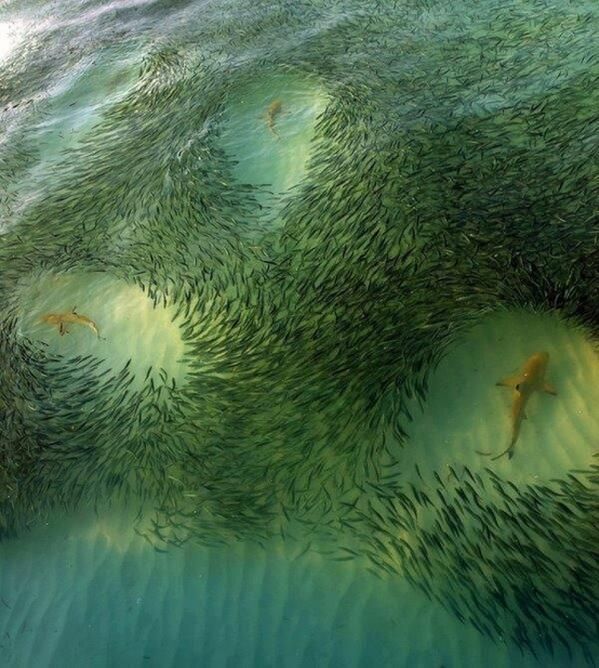 School of fish makes way for sharks. Maldives Islands