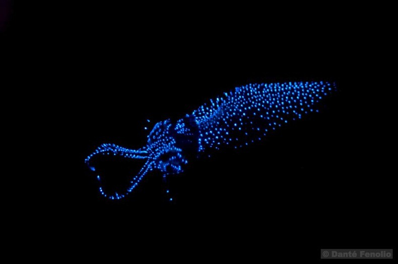 One firefly squid.
