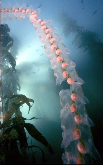 Another salp chain.