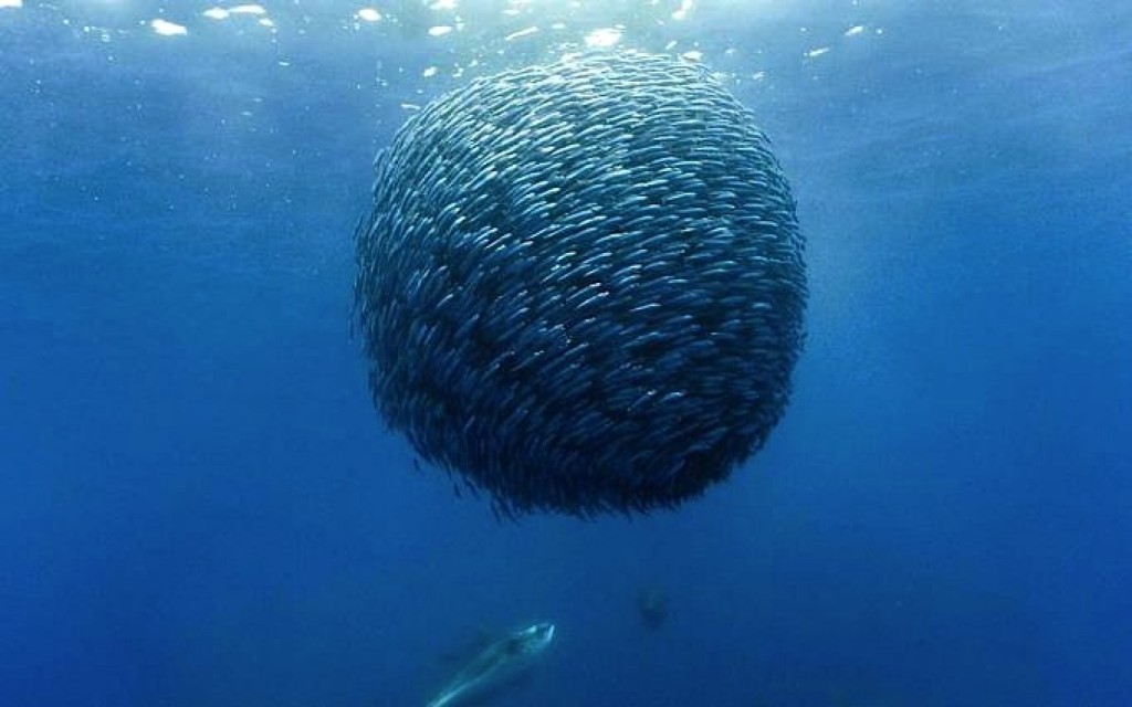 Fish swim in schools to appear larger to their predators.