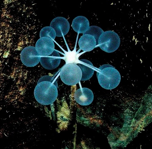 Ping pong tree sponge from Mariana's trench