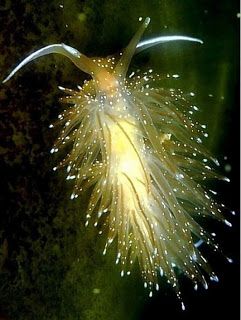 White tentacle Japanese Aeolis.