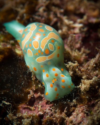 Cymbol bubble snail  by Okinawa Nature Photography