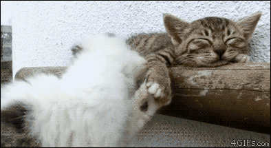 2 cats gif