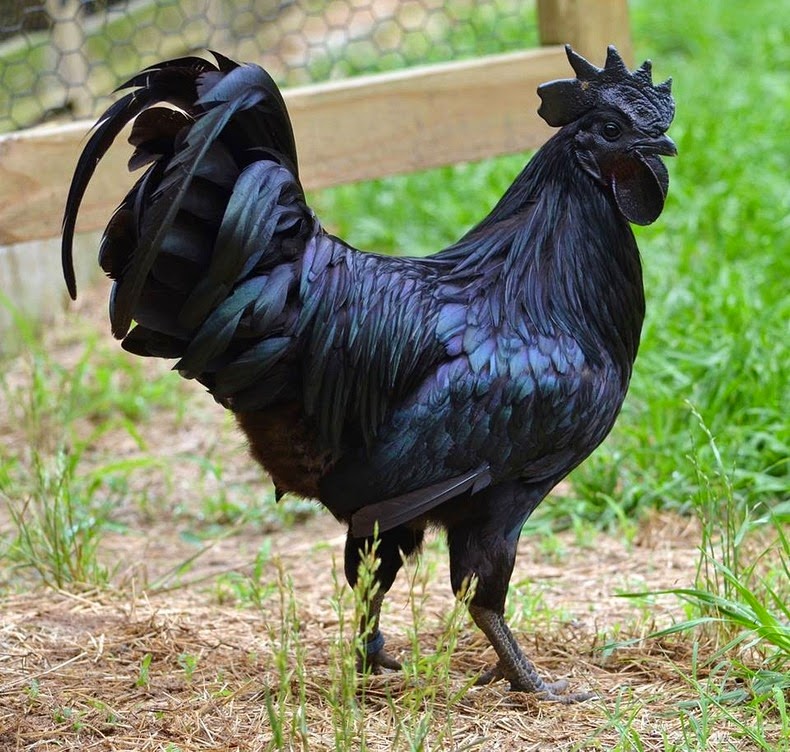  A rare Ayam Cemani Chicken of Indonesia, everything about it is black: plumage, beak, tongue, legs, toe nails, even its meat, bones, and organs! The only thing that is black is its blood - though it comes in a very dark shade.