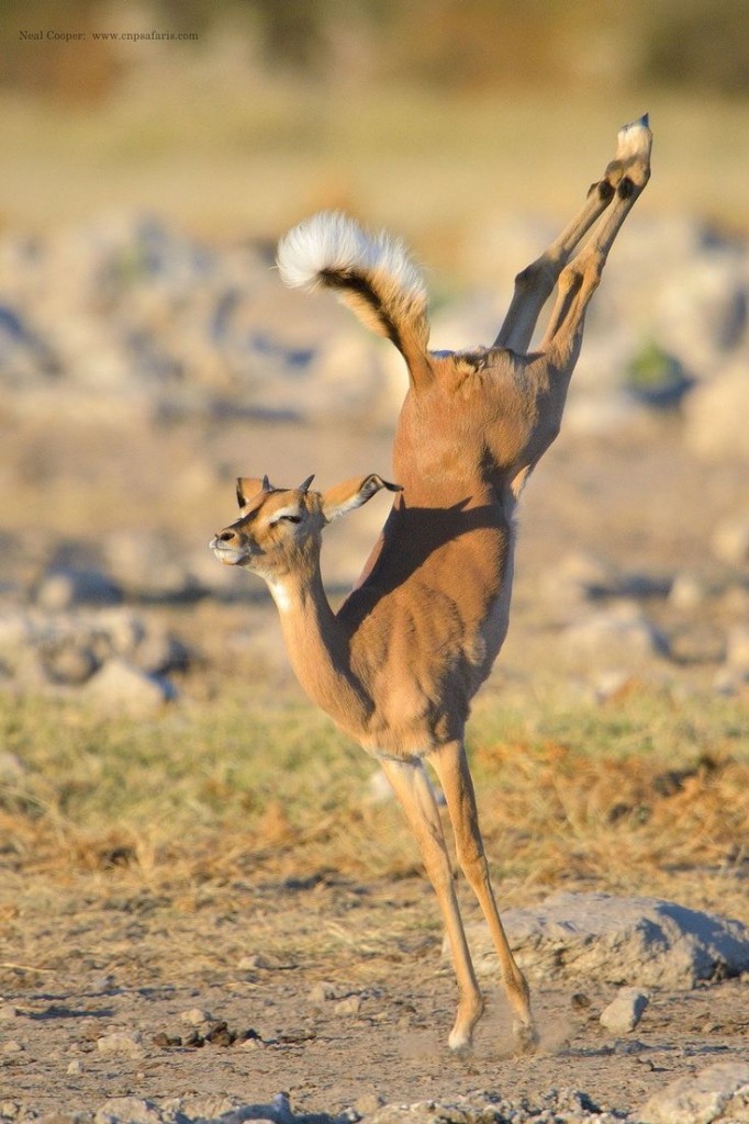 ������� Impala ������� � ������������ ���� ����� � �������, ������.  � Neil Cooper