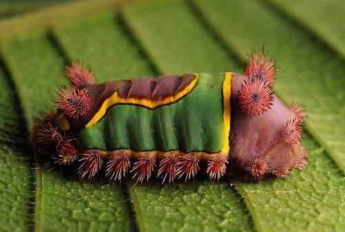 animals, cute caterpillar