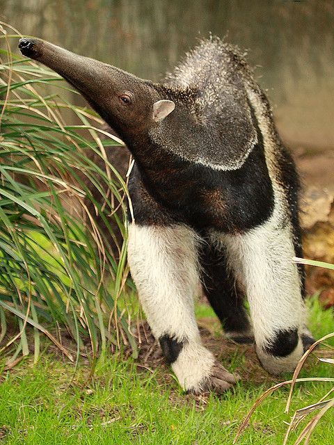 Giant anteater, by Sexecutioner on Flickr