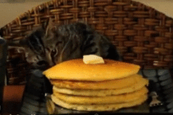 cat and pancake gif