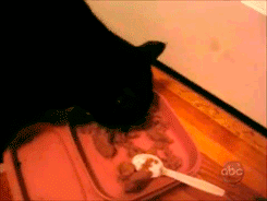 cat taking food gif