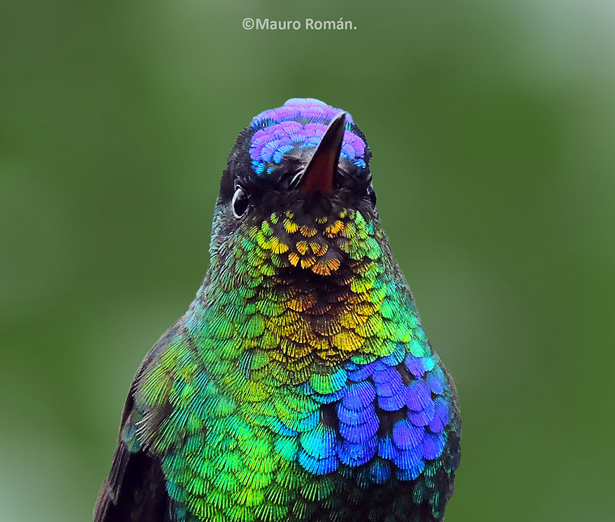Fiery-throated Hummingbird by Mauro Roman