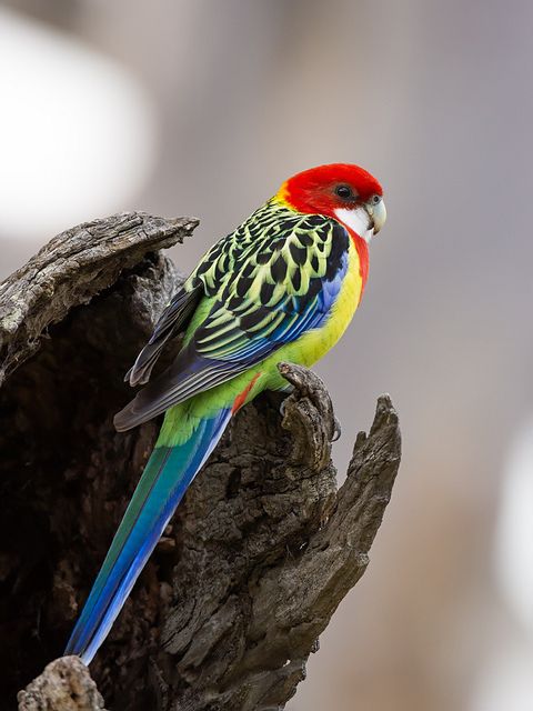 Eastern rosella,  by David Cook Wildlife Photography