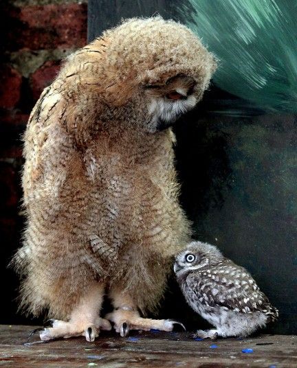 Altia, a 7 week old Siberian Eagle Owl, the largest species of owl in the world meets Powys, a 5 week old Little Owl. The pair are being raised at The Scottish Owl Centre.