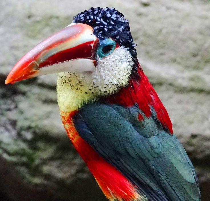 Curl-Crested Aracari ,  yes, check out the pin curls