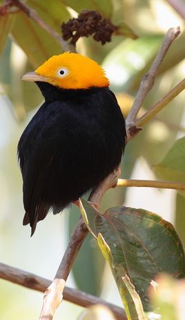Golden Cap Manakin Bird