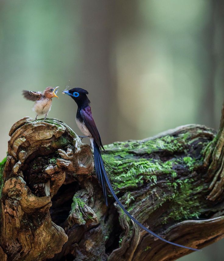 Japanese Paradise Flycatcher father and baby.