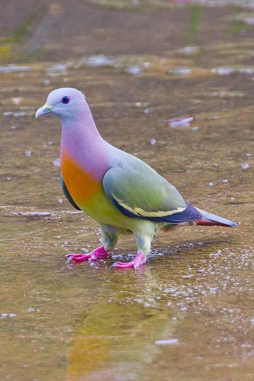  The Pink-necked Green Pigeon is NOT photoshopped.  It is found in Southern Asia.