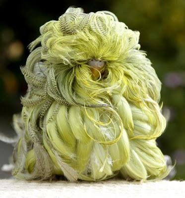 A mutant parakeet with long curly feathers.  If you don't believe this one is real, check out the video at the end.
