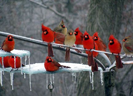 birds, cardinals