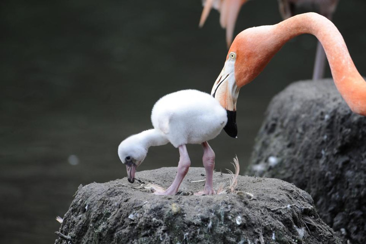 birds, flamingo babe via bestphotosite