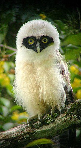  Juvenile Spectacled Owl