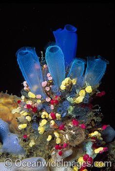 A sea bouquet, Sea Tunicates Blue and Strawberry
