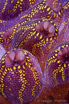 Ascidian - Sea Squirts by indr on flickr