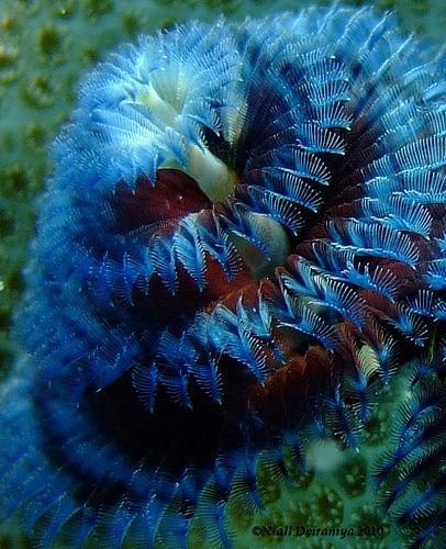 Amazing blue and red Christmastree worm, by nialldeiraniya on Flickr