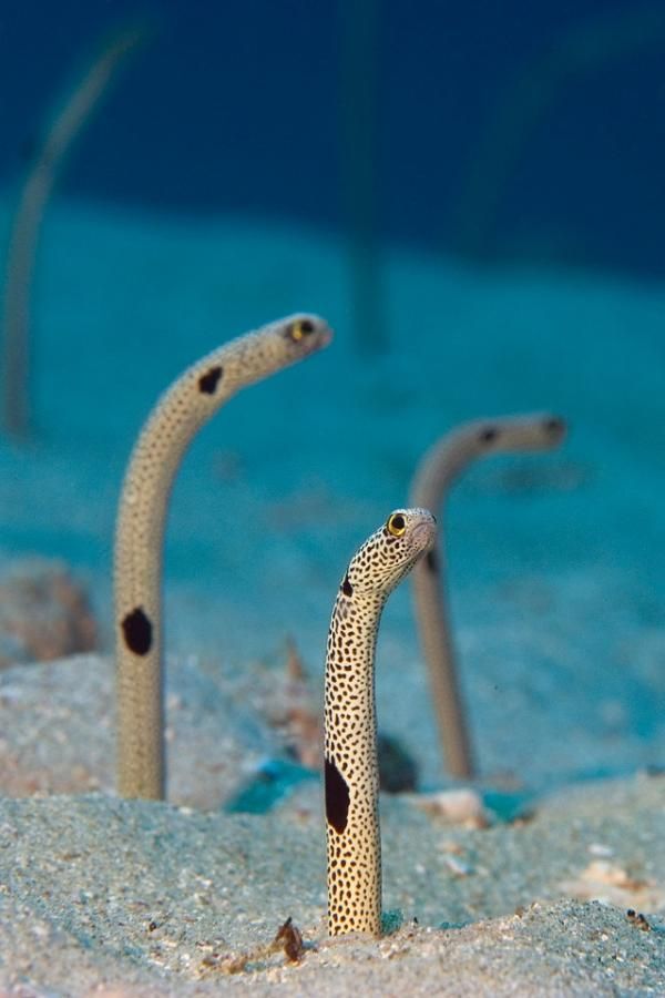 Garden eels in Sulawesi, Indonesia.  I can see how they got their name.