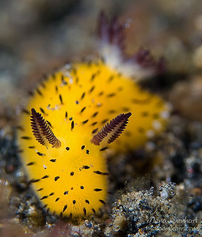 Golden nudibranch looks like a caterpillar of the sea.