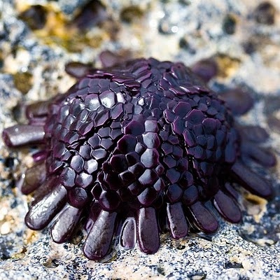 Helmet Urchins, or Shingle Urchins and in Hawaiian are called kaupali which translates to cliff hanging These urchins are found in the harsh intertidal zone of the volcanic shores of Hawaii.