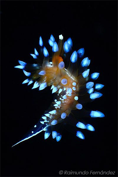 Janolus cristatus glowing Nudibranch, 