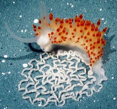 The Fiery Sea Slug, Flabellina goddardi, discovered in 2008 by Marine Biologist Jeff Goddard. It lays a lacy egg mass that hatch into tiny babies. The egg mass is formed that way so that each baby receives enough oxygen.