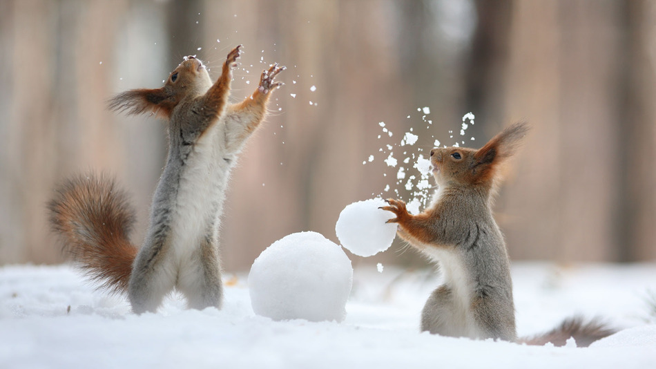 animals, squirrels-play via Jen H