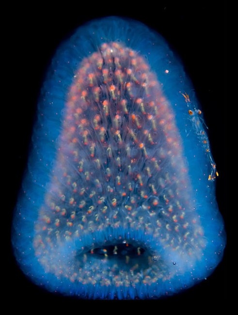 pyrosome - luminous deep sea creatures photographed by Joshua Lambus  via Telegraph in the UK
