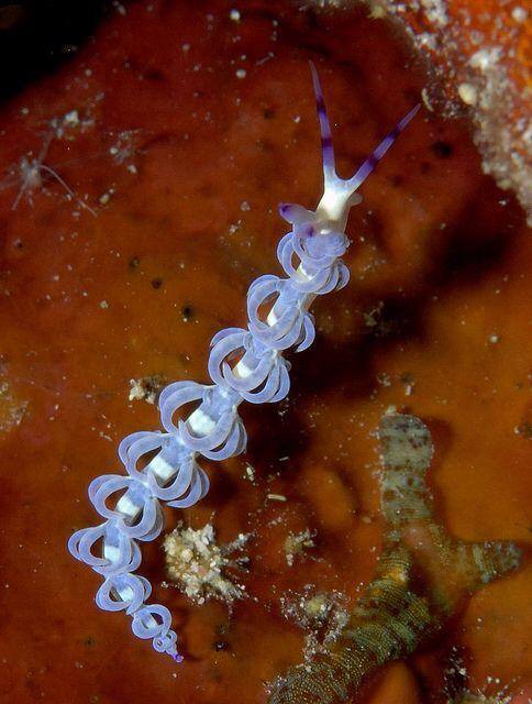 sea creature, nudibranch from Patty Selk