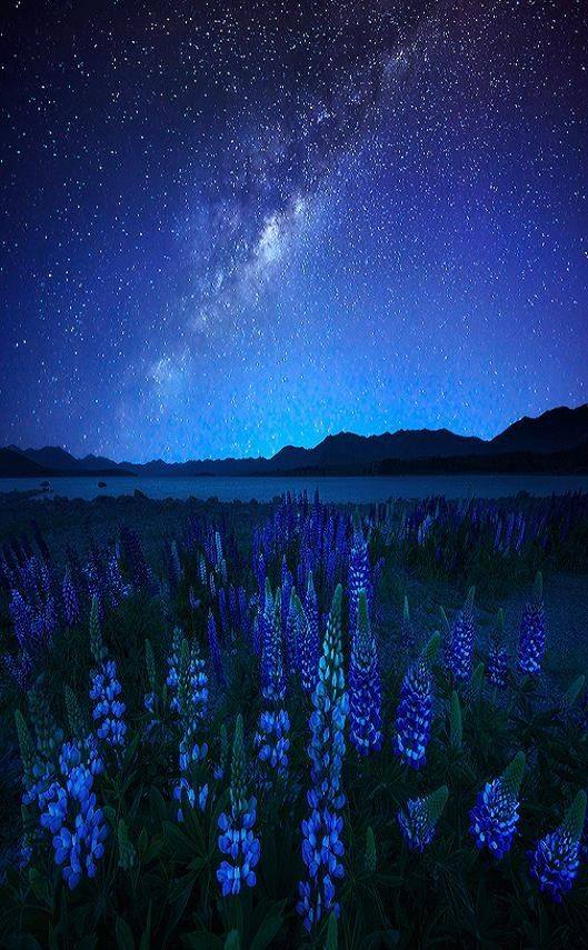 Midnight Blue - Lupines and Star, Lake Tekapo, New Zealand
