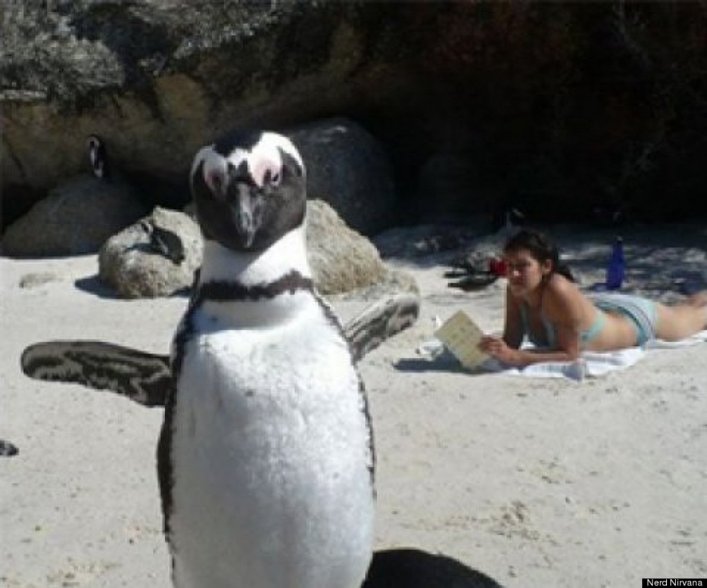 mexed species, penguin and woman