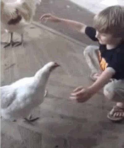 mixed, boy and goose gif