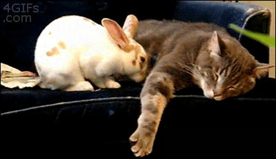mixed species, Rabbit-snuggles-cat