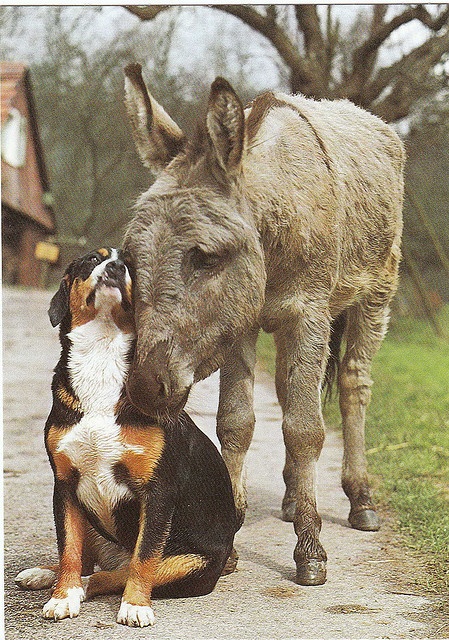 mixed species, by yorkiemama's postcards on flickr