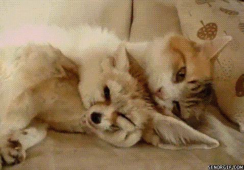 mixed species, fox and cat gif