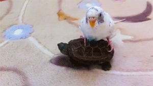 mixed species gif, bird and turtle