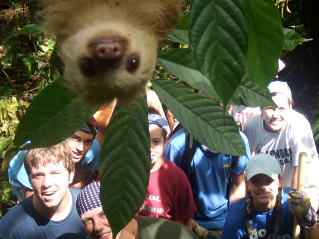 mixed species, sloth