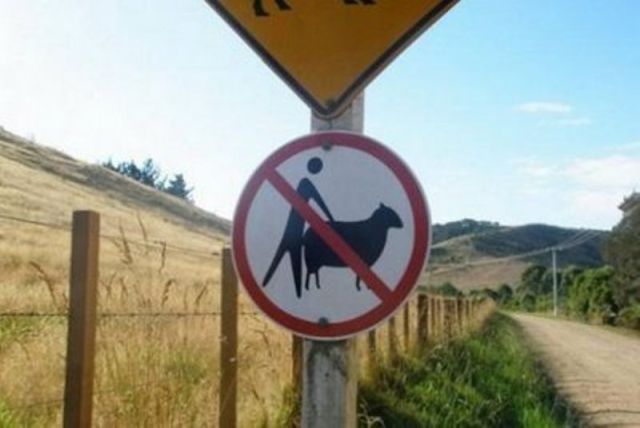 I have no idea what this sign means. No walking your sheep on the road?
