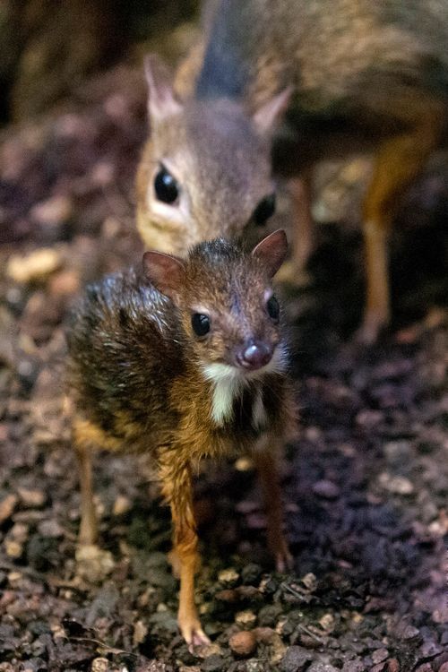 Chevrotain, smallest member of deer family