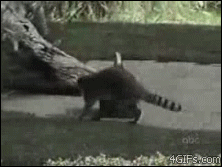animal gif, Raccoon-steals-hops-away