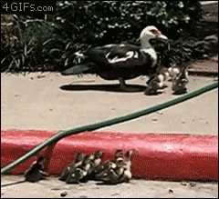 animals, Ducklings-helped
